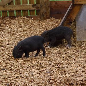 micro piglets