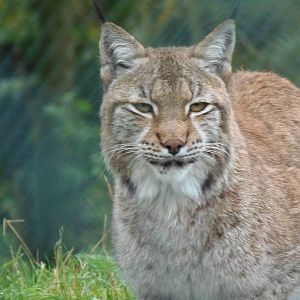 eurasian lynx