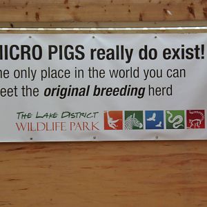 micro pig sign