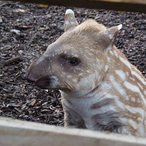 brazilian tapir