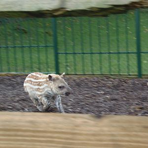 brazilian tapir on the run