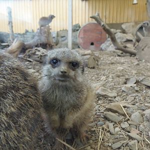 young meerkat