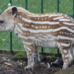 baby tapir