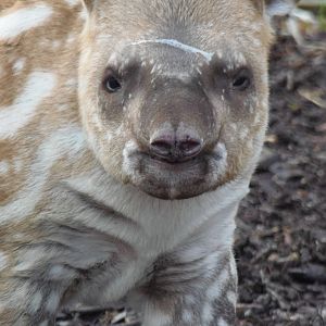 brazilian tapir 'alves'