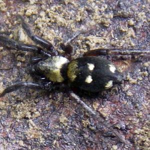 Moon Spider (Callilepis nocturna)
