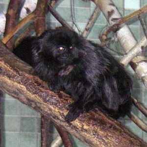 Goeldi's Monkey (Callimico goeldii)