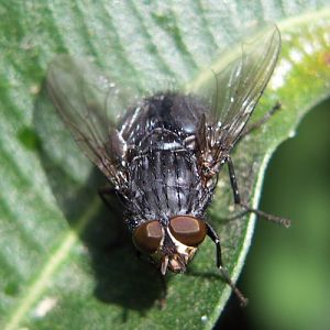 Urban Bluebottle Blowfly (Calliphora vicina)