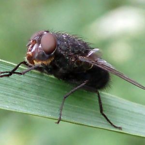 Blue Bottle Fly (Calliphora vomitoria)