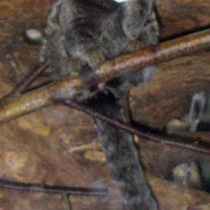 Common Marmoset (Callithrix jacchus)
