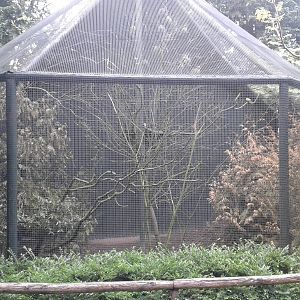 Aviary Vulturine guineafowl and village weavers