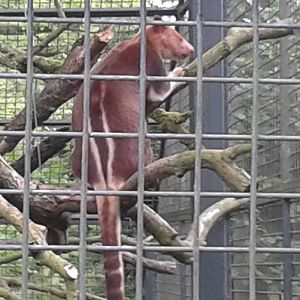 Goodfellow's tree kangaroo