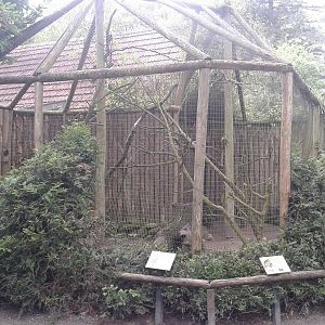Aviary Rainbow lorikeets