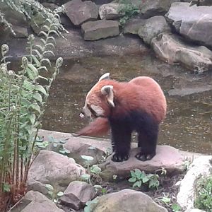 Red panda