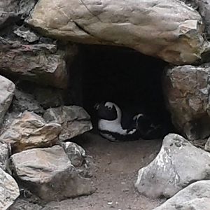 African penguin