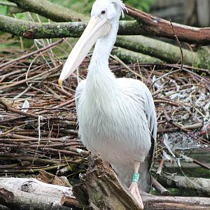 Pink-backed pelican