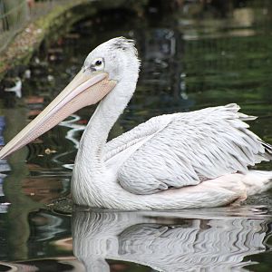 Pink-backed pelican