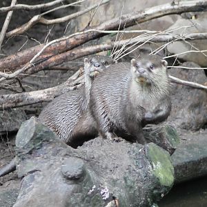 Oriental small-clawed otters