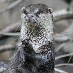 Oriental small-clawed otter