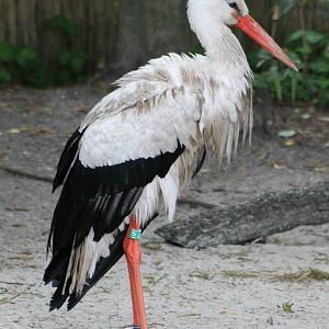 White stork