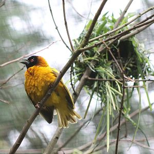 Village weaver male and half-build nest