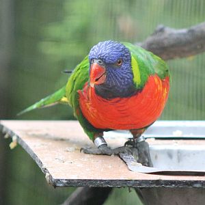 Rainbow lorikeet