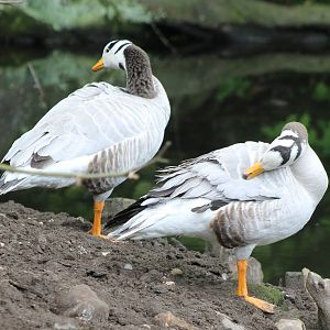 Bar-headed geese