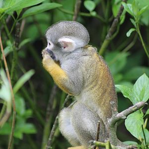 Squirrel monkey