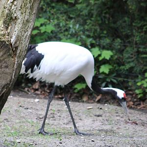 Red-crowned crane