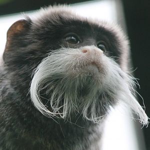 Emperor tamarin