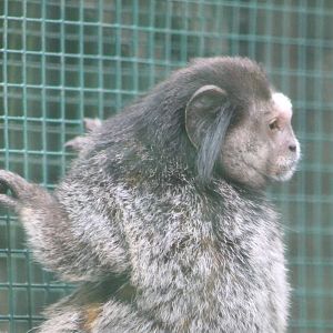 Black-eared marmoset