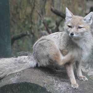 Corsac fox