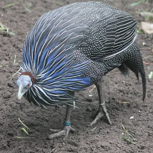 Vulturine guineafowl