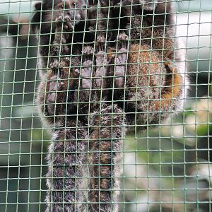 Black-eared  marmosets