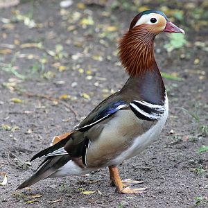 Mandarin duck drake