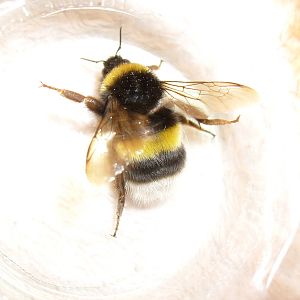 White-tailed bumblebee queen (Bombus lucorum)