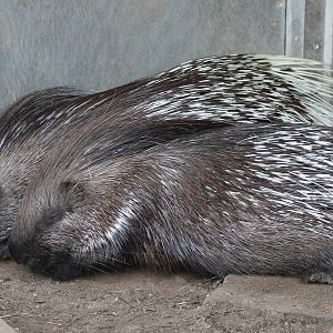 Indian porcupines
