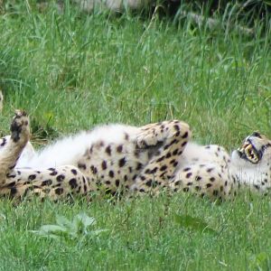 Cheeta having fun