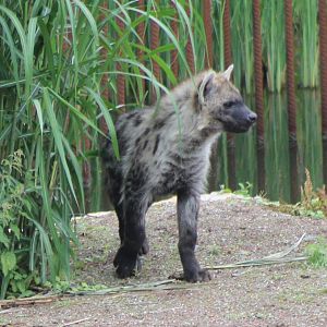 Young Spotted hyena