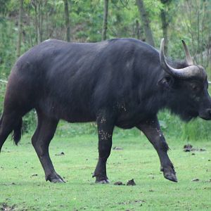Water buffalo