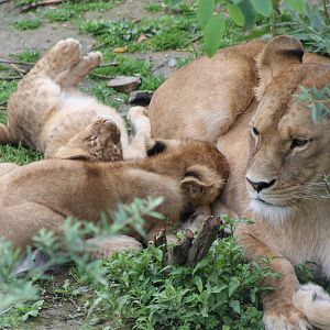 Lion with young