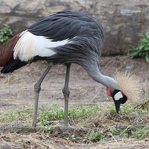 Crowned crane