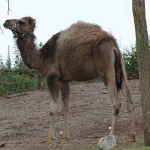 Dromedary
