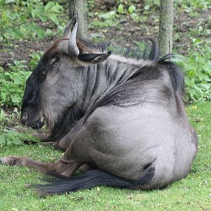 Brindled gnu
