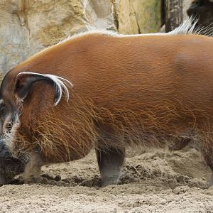 Red river hog