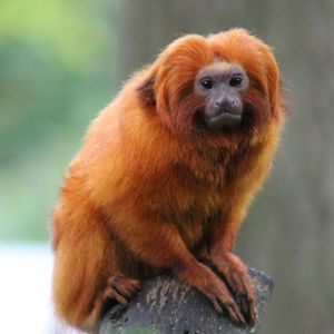 Lion tamarin