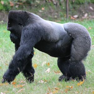 Gorilla silverback