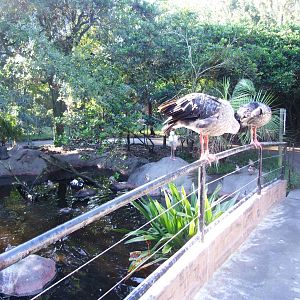 River Valley Aviary at Jacksonville, 10/10/13