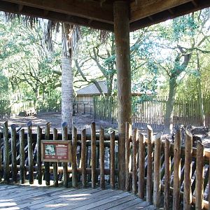 Warthog Viewing at Jacksonville, 10/10/13