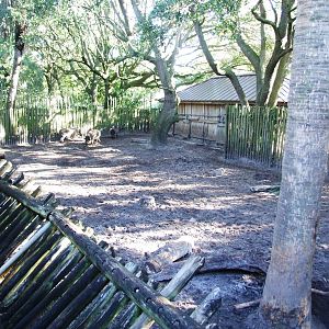 Warthog Paddock at Jacksonville, 10/10/13