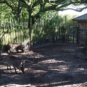 Warthog Paddock at Jacksonville, 10/10/13